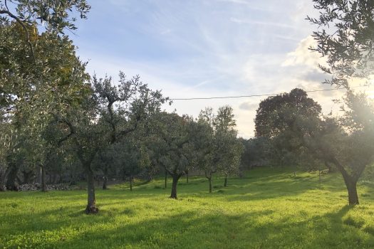 Terreno Agricolo 7.800 mq – Monopoli