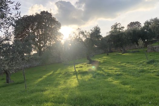 Terreno Agricolo 7.800 mq – Monopoli