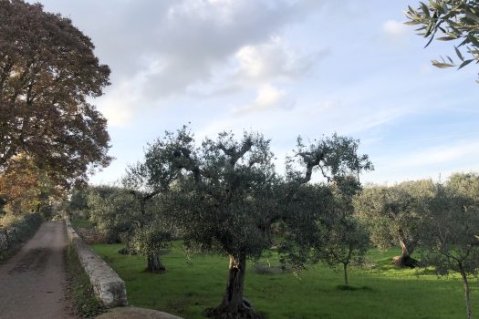 Terreno Agricolo 7.800 mq – Monopoli
