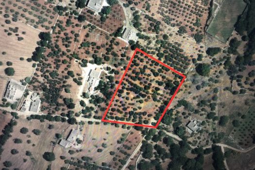 Terreno Agricolo 7.800 mq – Monopoli