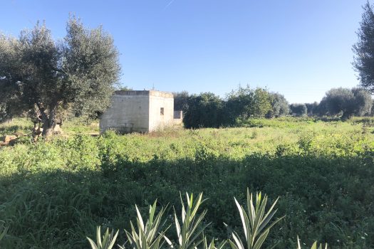 Terreno di 14.089 mq – Contrada Chianchizza, Monopoli