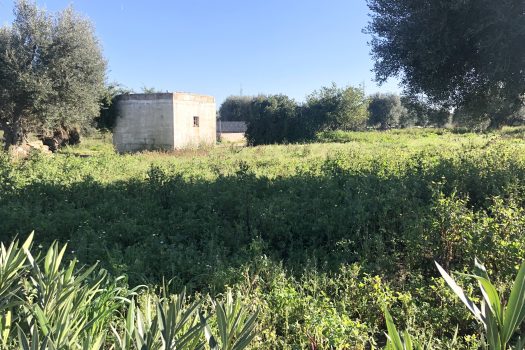 Terreno di 14.089 mq – Contrada Chianchizza, Monopoli