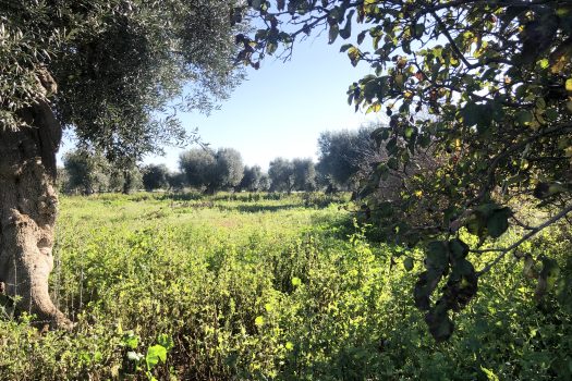 Terreno di 14.089 mq – Contrada Chianchizza, Monopoli