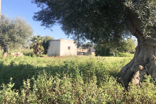 Terreno di 14.089 mq – Contrada Chianchizza, Monopoli