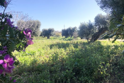 Terreno di 14.089 mq – Contrada Chianchizza, Monopoli