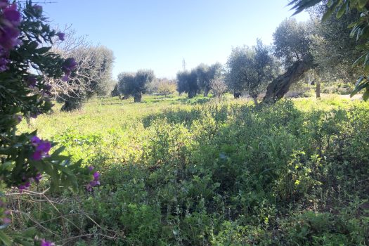 Terreno di 14.089 mq – Contrada Chianchizza, Monopoli