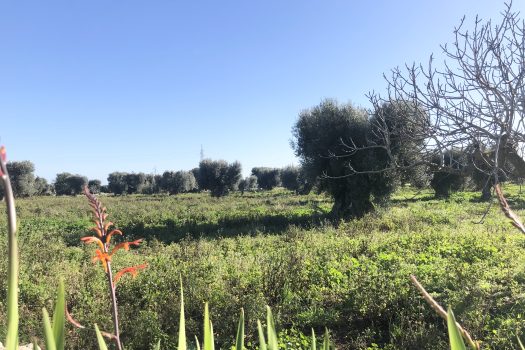 Terreno di 14.089 mq – Contrada Chianchizza, Monopoli