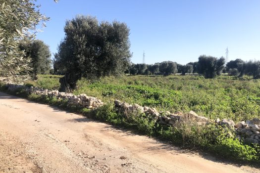 Terreno di 14.089 mq – Contrada Chianchizza, Monopoli