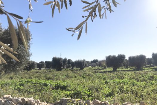 Terreno di 14.089 mq – Contrada Chianchizza, Monopoli