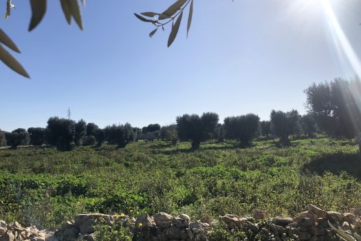 Terreno di 14.089 mq – Contrada Chianchizza, Monopoli