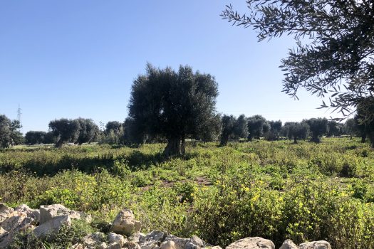 Terreno di 14.089 mq – Contrada Chianchizza, Monopoli