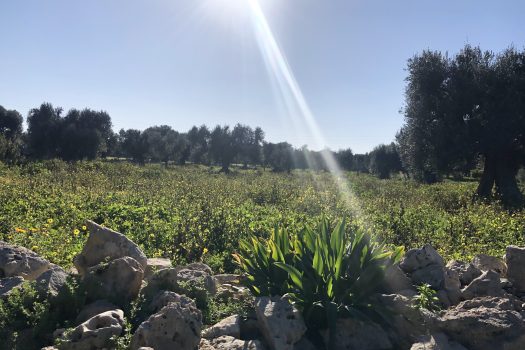 Terreno di 14.089 mq – Contrada Chianchizza, Monopoli