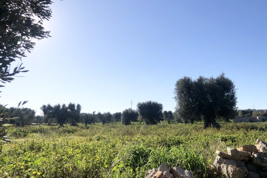 Terreno di 14.089 mq – Contrada Chianchizza, Monopoli