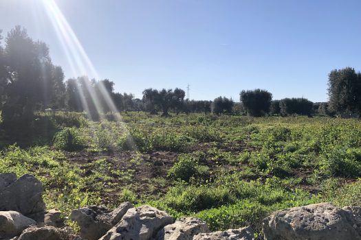 Terreno di 14.089 mq – Contrada Chianchizza, Monopoli