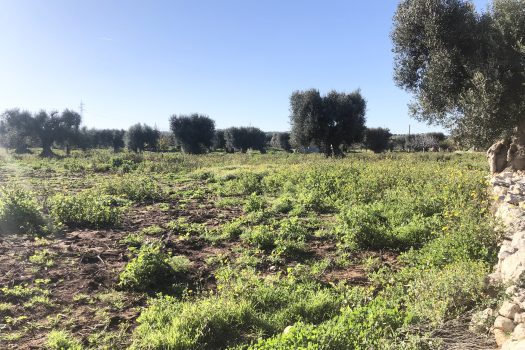 Terreno di 14.089 mq – Contrada Chianchizza, Monopoli