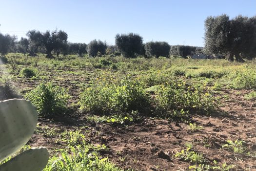 Terreno di 14.089 mq – Contrada Chianchizza, Monopoli