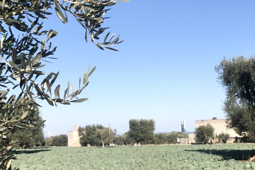 Terreno di 14.089 mq – Contrada Chianchizza, Monopoli
