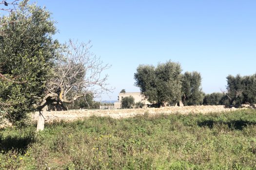 Terreno di 14.089 mq – Contrada Chianchizza, Monopoli