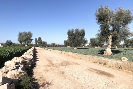 Terreno di 14.089 mq – Contrada Chianchizza, Monopoli