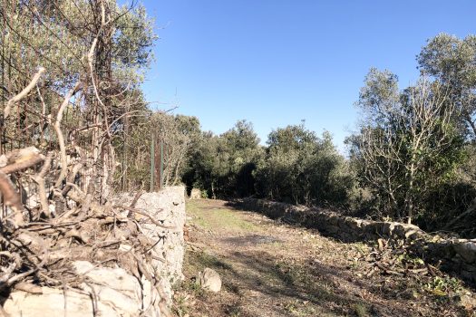 Complesso di trulli con ampio terreno a pochi minuti da Alberobello