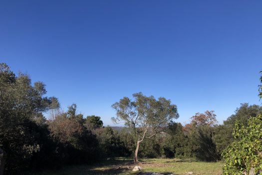 Complesso di trulli con ampio terreno a pochi minuti da Alberobello