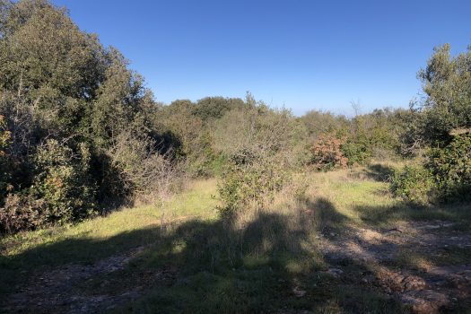 Complesso di trulli con ampio terreno a pochi minuti da Alberobello