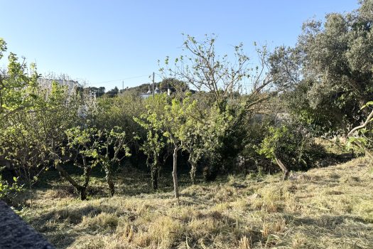 Martina Franca – Trullo con abitazione e giardino