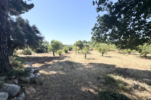Monopoli Sant’Oceano | Abitazione d’epoca con pineta e terreno