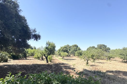 Monopoli Sant’Oceano | Abitazione d’epoca con pineta e terreno