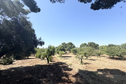 Monopoli Sant’Oceano | Abitazione d’epoca con pineta e terreno