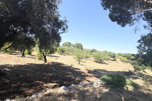 Monopoli Sant’Oceano | Abitazione d’epoca con pineta e terreno