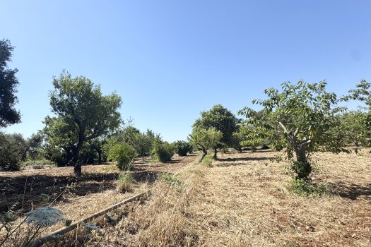 Monopoli Sant’Oceano | Abitazione d’epoca con pineta e terreno