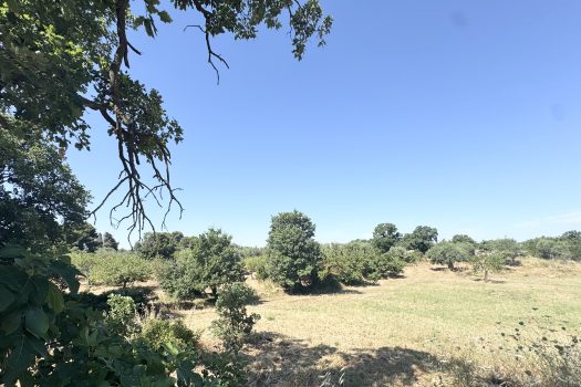 Monopoli Sant’Oceano | Abitazione d’epoca con pineta e terreno