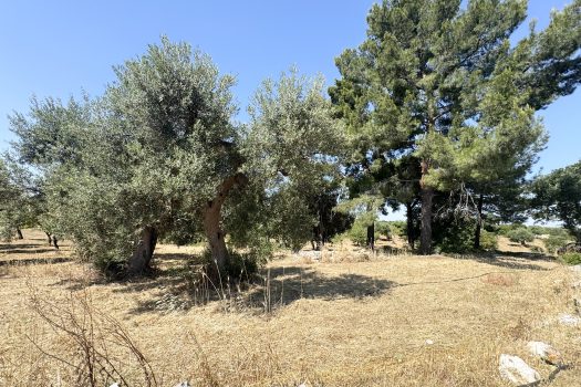Monopoli Sant’Oceano | Abitazione d’epoca con pineta e terreno