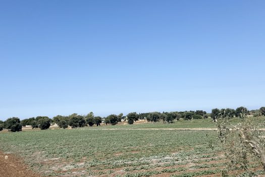 Monopoli | Terreno edificabile con sviluppo di 600 mq.