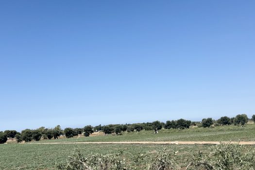 Monopoli | Terreno edificabile con sviluppo di 600 mq.