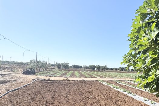 Monopoli | Terreno edificabile con sviluppo di 600 mq.