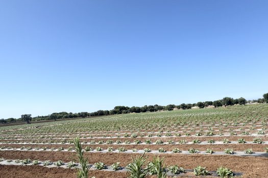 Monopoli | Terreno edificabile con sviluppo di 600 mq.