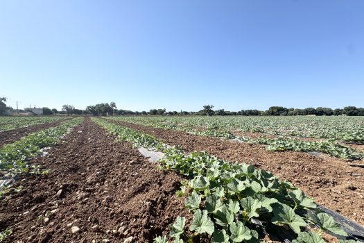 Monopoli | Terreno edificabile con sviluppo di 600 mq.
