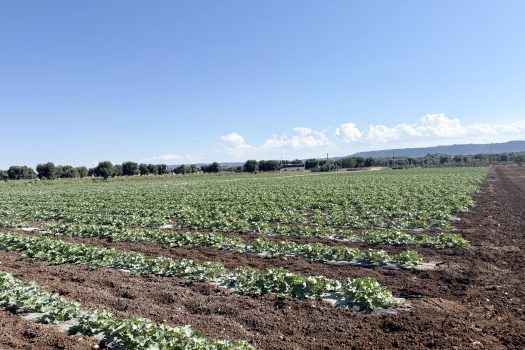 Monopoli | Terreno edificabile con sviluppo di 600 mq.