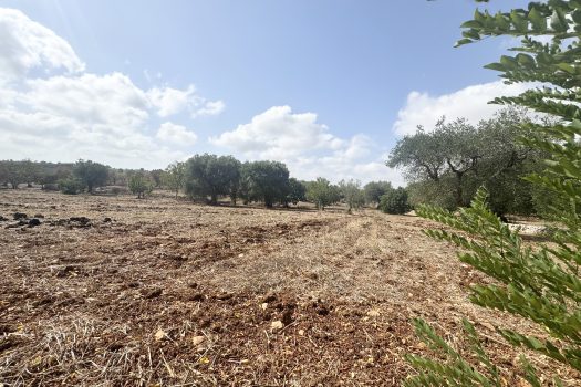 Dimora d’epoca in pietra tra ulivi secolari
