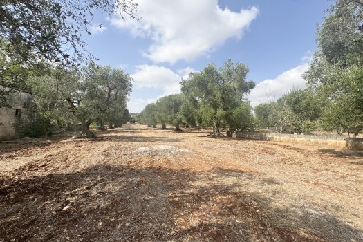 Dimora d’epoca in pietra tra ulivi secolari