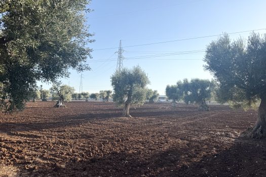 Terreno in vendita a Monopoli – Contrada Mozzo