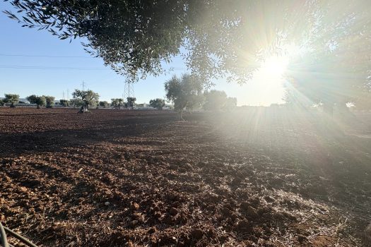 Terreno in vendita a Monopoli – Contrada Mozzo
