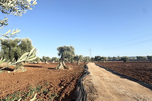 Terreno in vendita a Monopoli – Contrada Mozzo