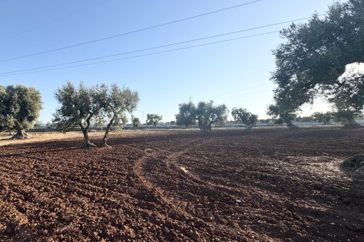 Terreno in vendita a Monopoli – Contrada Mozzo