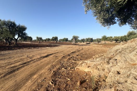 Terreno in vendita a Monopoli – Contrada Mozzo