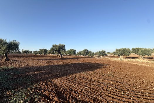 Terreno in vendita a Monopoli – Contrada Mozzo