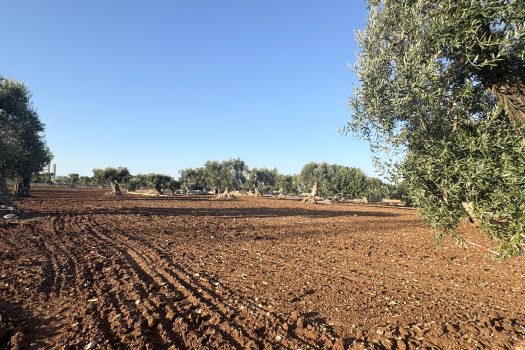Terreno in vendita a Monopoli – Contrada Mozzo