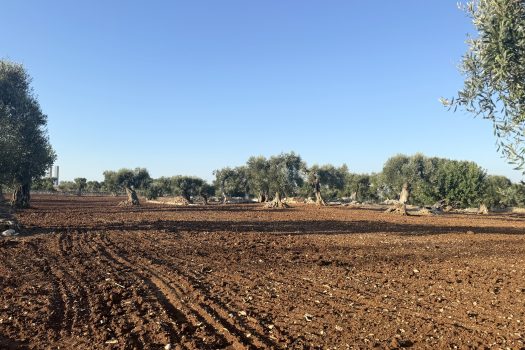 Terreno in vendita a Monopoli – Contrada Mozzo